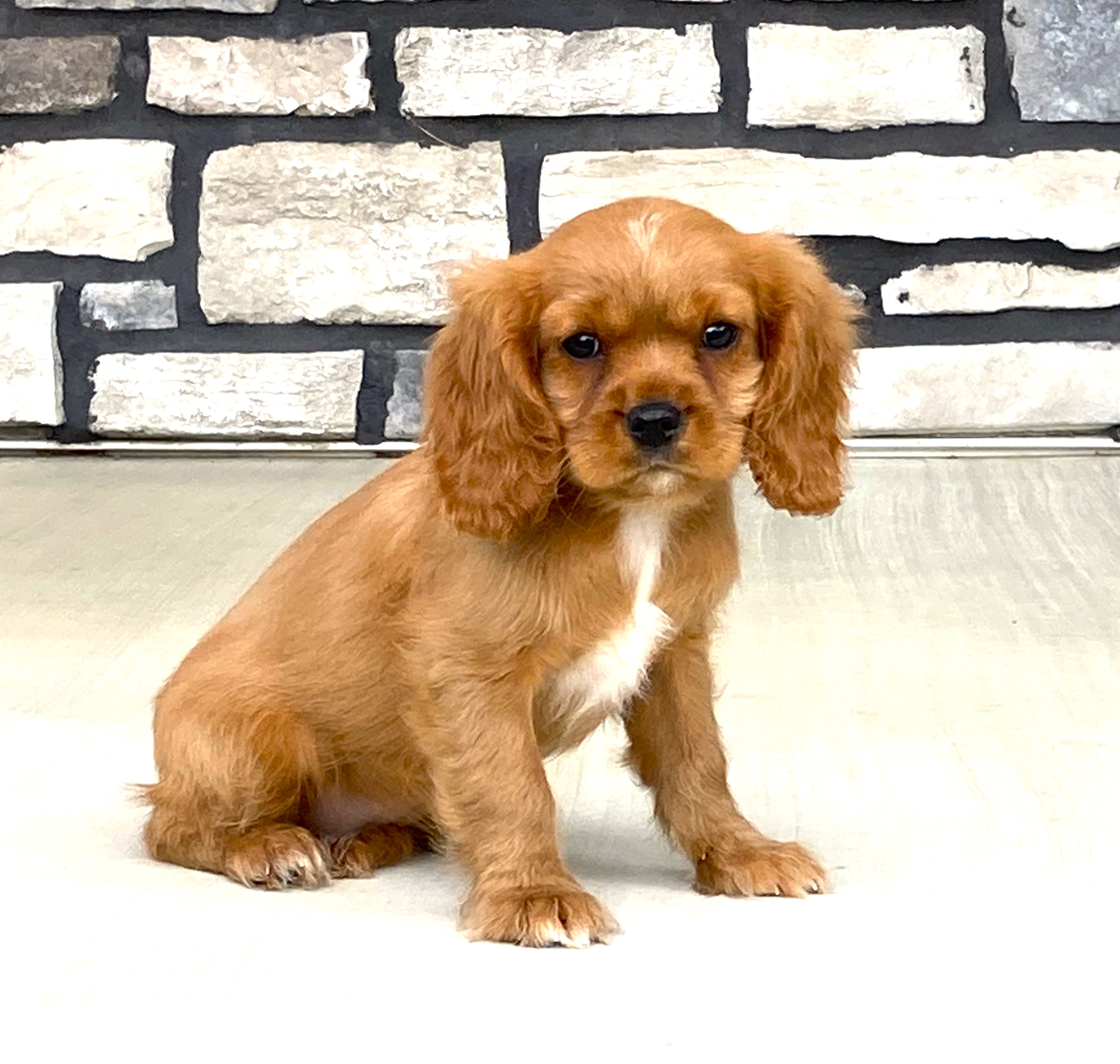 puppy, for, sale, Cavalier King Charles Spaniel,   Little Stream Estates LLC, dog, breeder, Lititz, PA, dog-breeder, puppy-for-sale, forsale, nearby, find, puppyfind, locator, puppylocator, aca