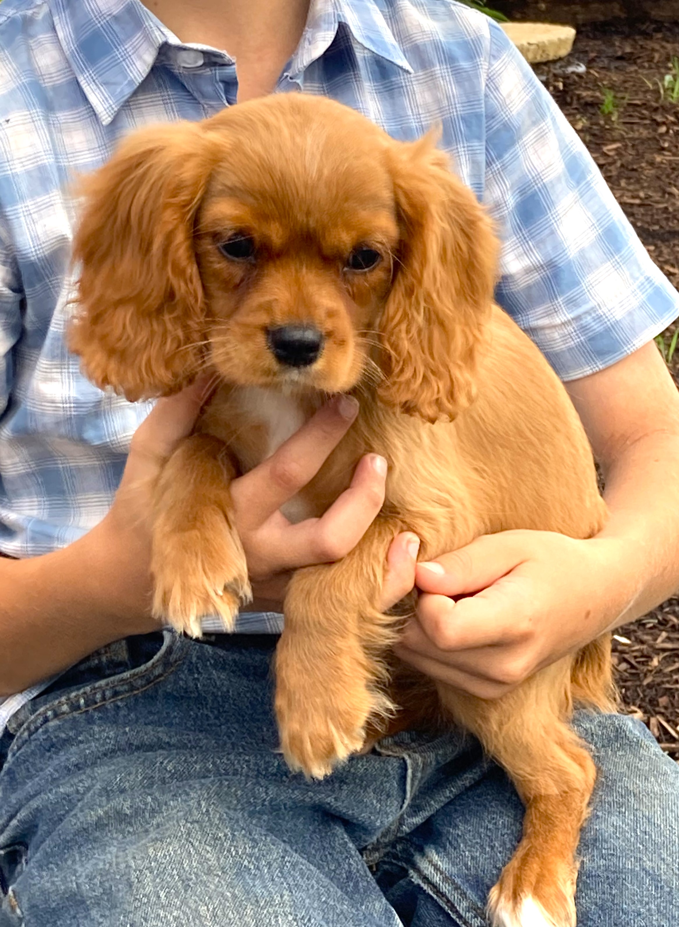 puppy, for, sale, Cavalier King Charles Spaniel,   Little Stream Estates LLC, dog, breeder, Lititz, PA, dog-breeder, puppy-for-sale, forsale, nearby, find, puppyfind, locator, puppylocator, aca