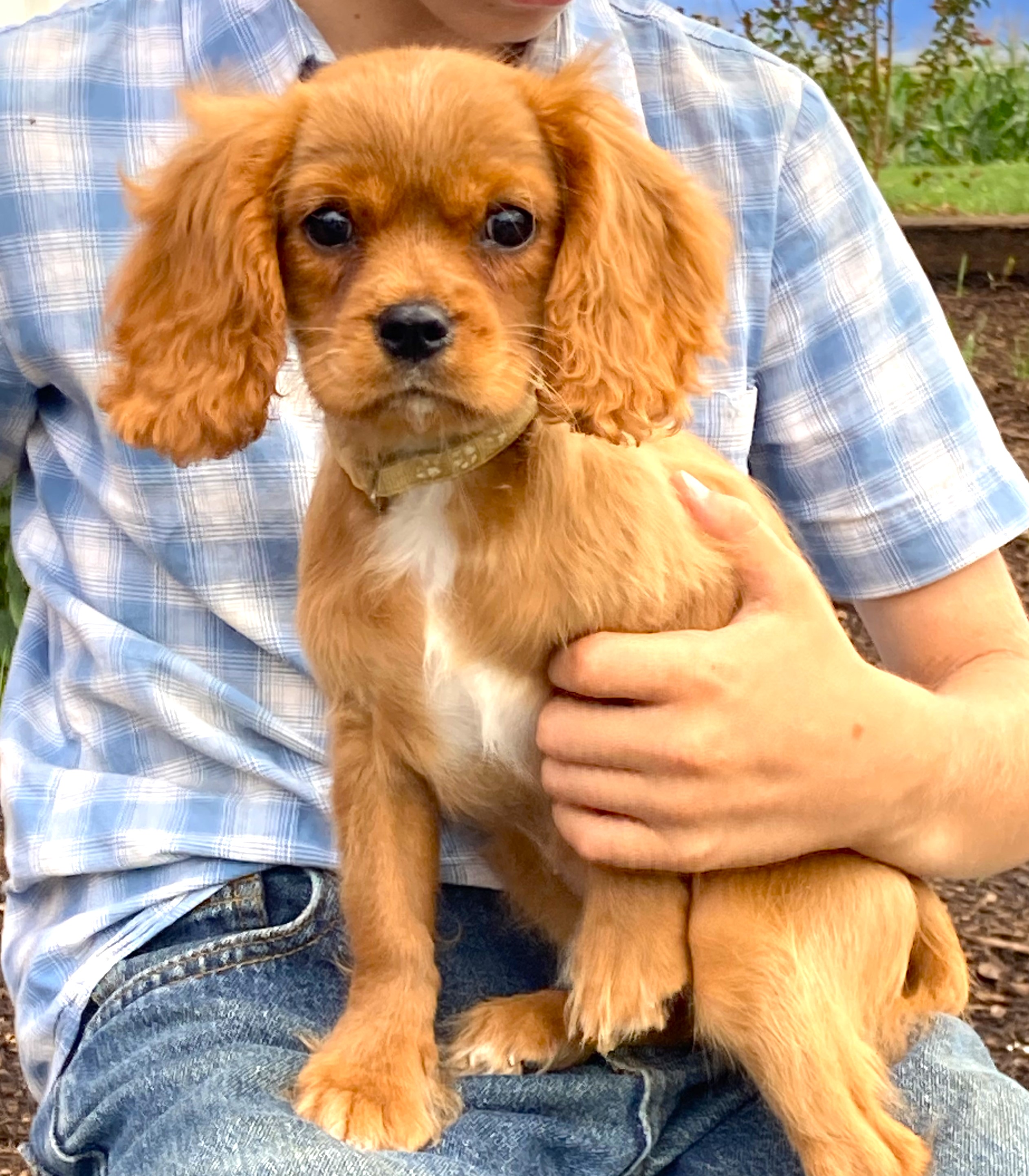 puppy, for, sale, Cavalier King Charles Spaniel,   Little Stream Estates LLC, dog, breeder, Lititz, PA, dog-breeder, puppy-for-sale, forsale, nearby, find, puppyfind, locator, puppylocator, aca