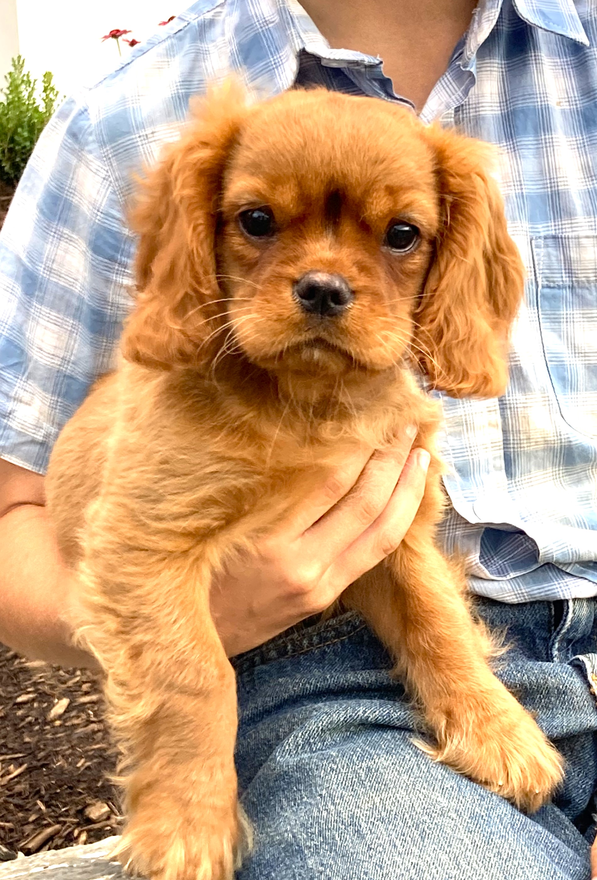 puppy, for, sale, Cavalier King Charles Spaniel,   Little Stream Estates LLC, dog, breeder, Lititz, PA, dog-breeder, puppy-for-sale, forsale, nearby, find, puppyfind, locator, puppylocator, aca