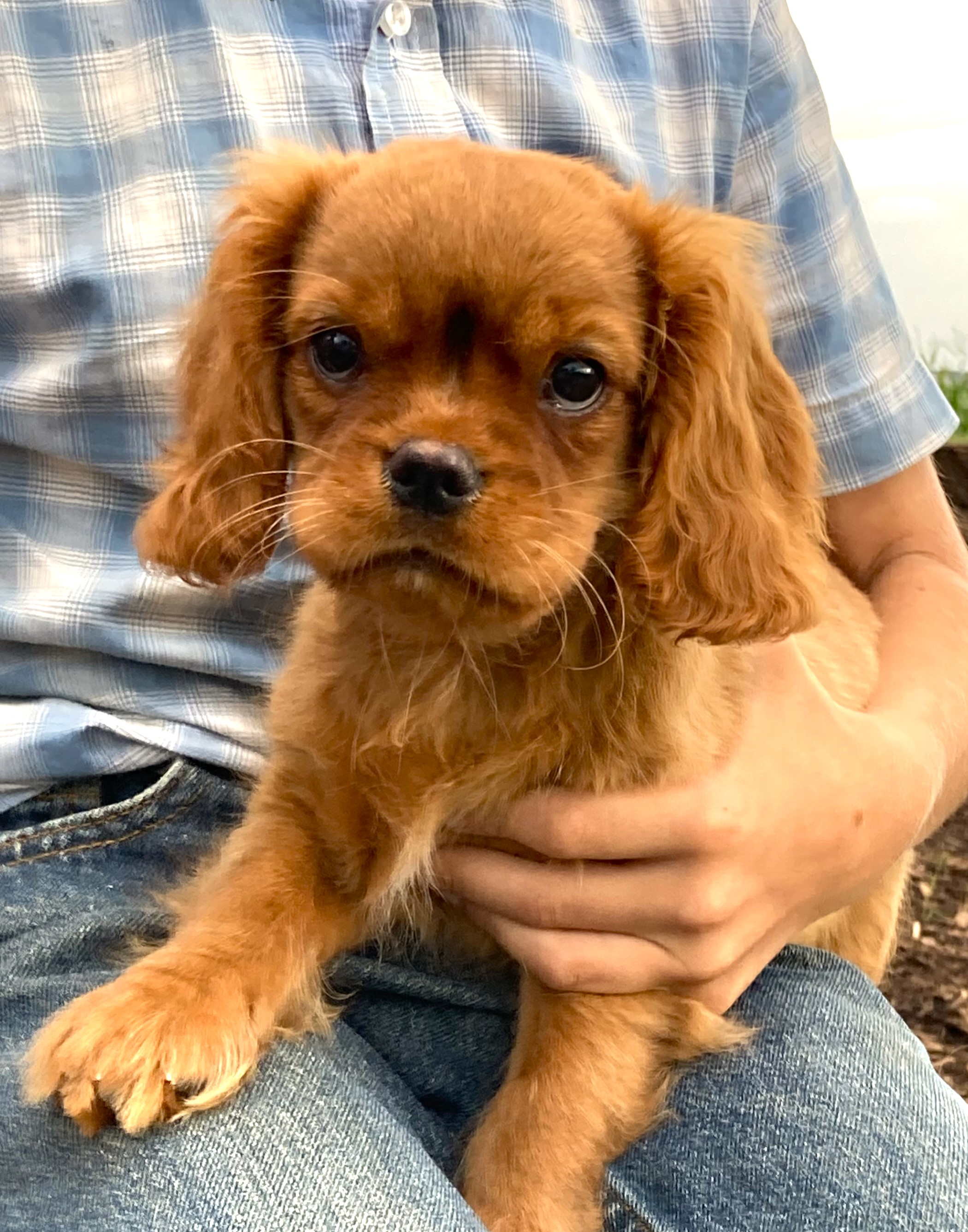 puppy, for, sale, Cavalier King Charles Spaniel,   Little Stream Estates LLC, dog, breeder, Lititz, PA, dog-breeder, puppy-for-sale, forsale, nearby, find, puppyfind, locator, puppylocator, aca