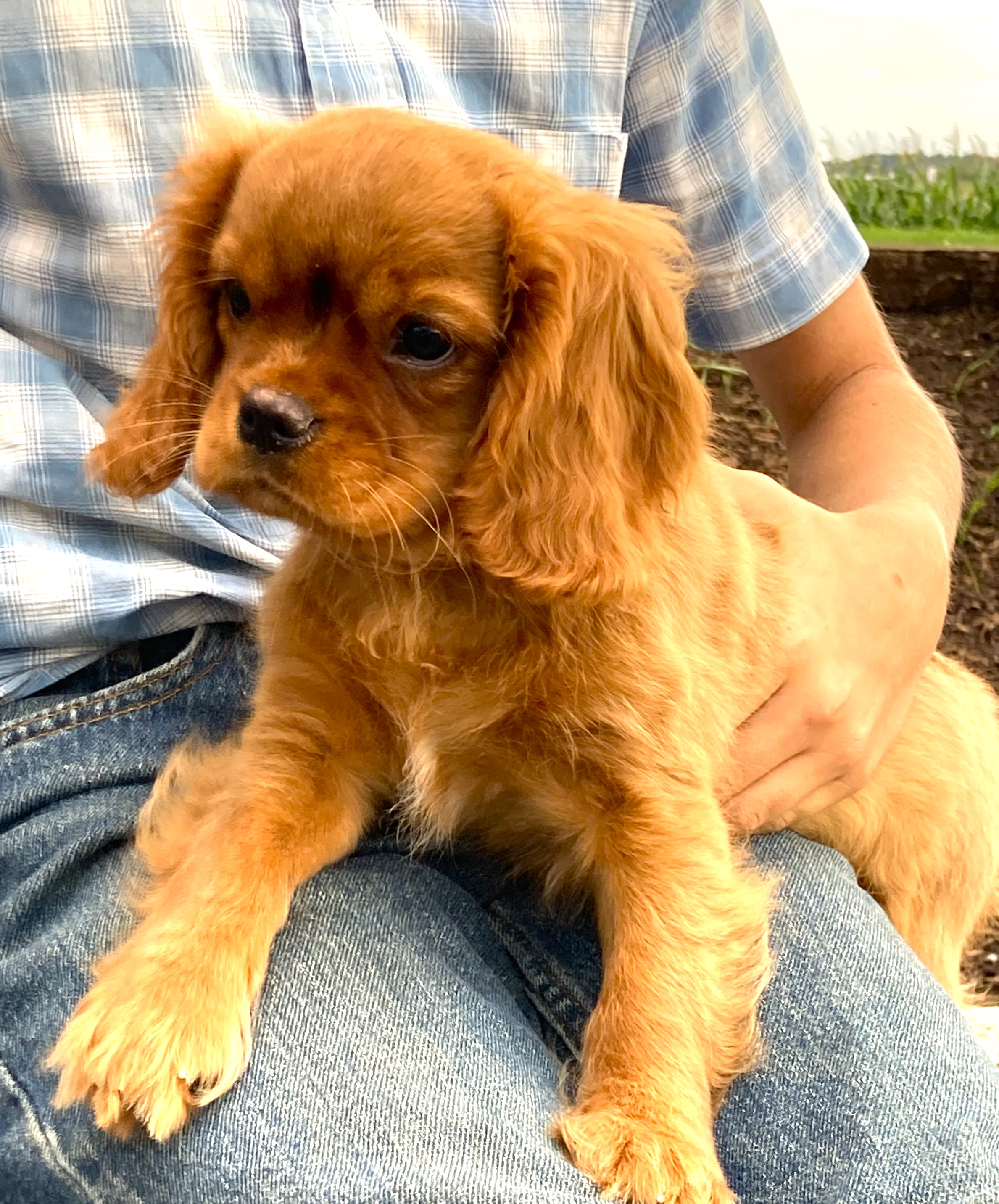 puppy, for, sale, Cavalier King Charles Spaniel,   Little Stream Estates LLC, dog, breeder, Lititz, PA, dog-breeder, puppy-for-sale, forsale, nearby, find, puppyfind, locator, puppylocator, aca