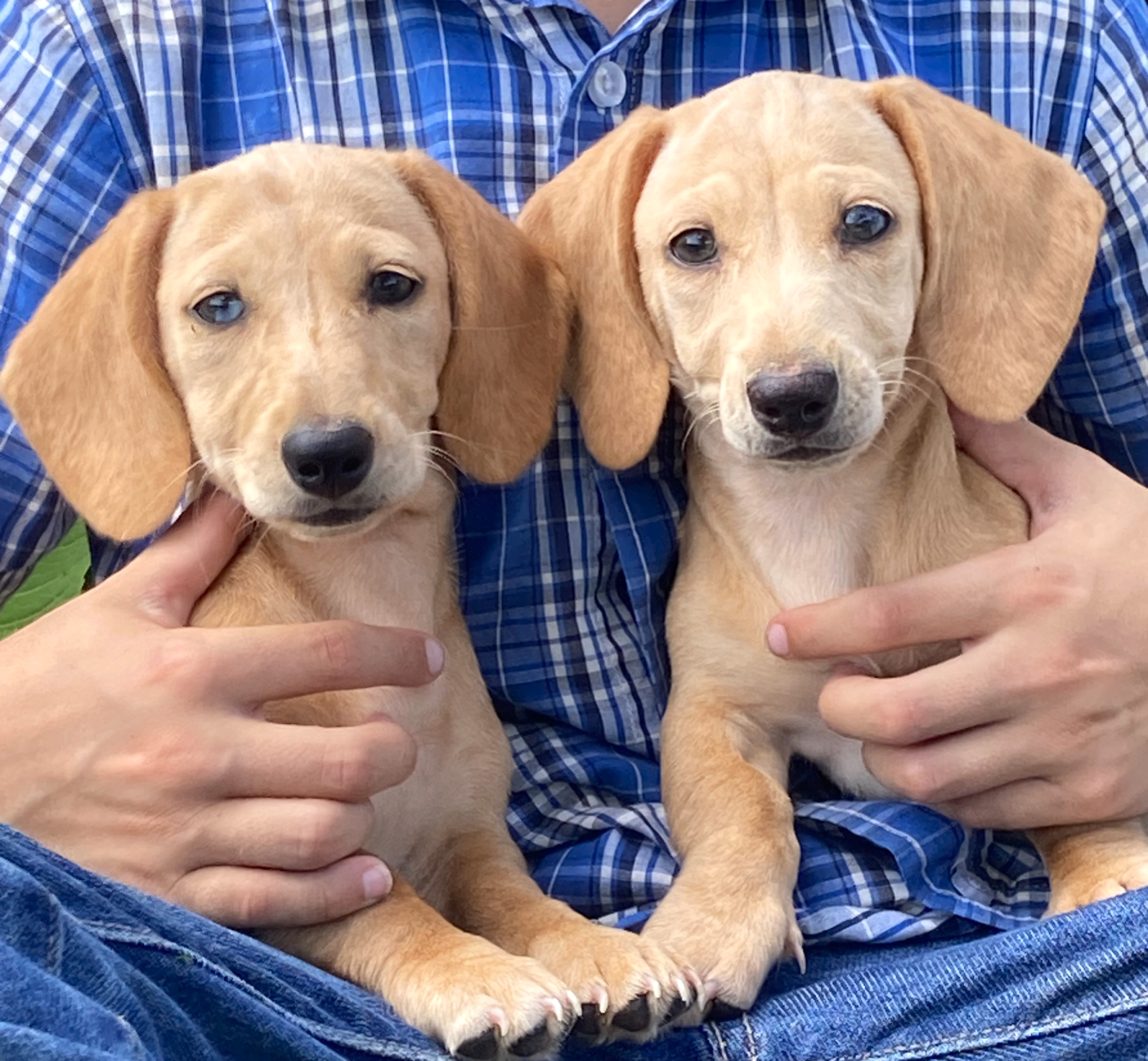 puppy, for, sale, Dachshund,   Little Stream Estates LLC, dog, breeder, Lititz, PA, dog-breeder, puppy-for-sale, forsale, nearby, find, puppyfind, locator, puppylocator, aca