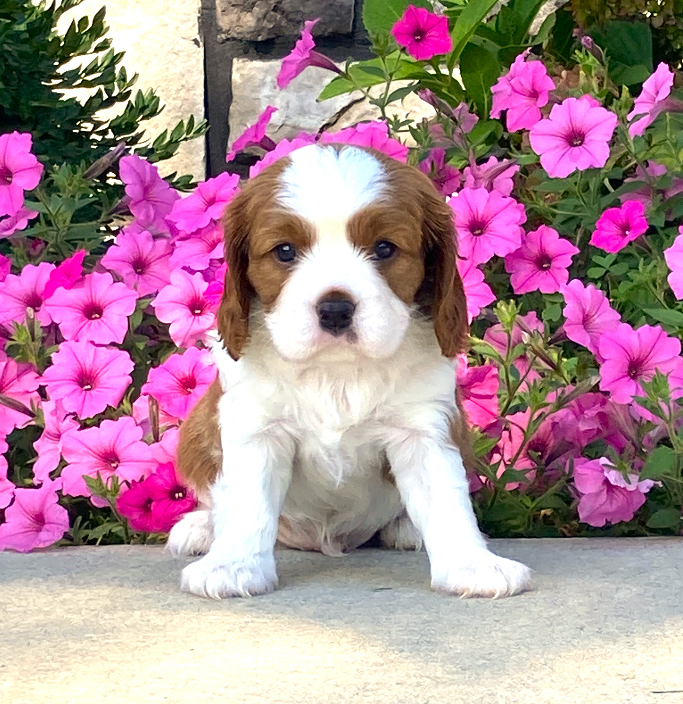 puppy, for, sale, Cavalier King Charles Spaniel,   Little Stream Estates LLC, dog, breeder, Lititz, PA, dog-breeder, puppy-for-sale, forsale, nearby, find, puppyfind, locator, puppylocator, aca