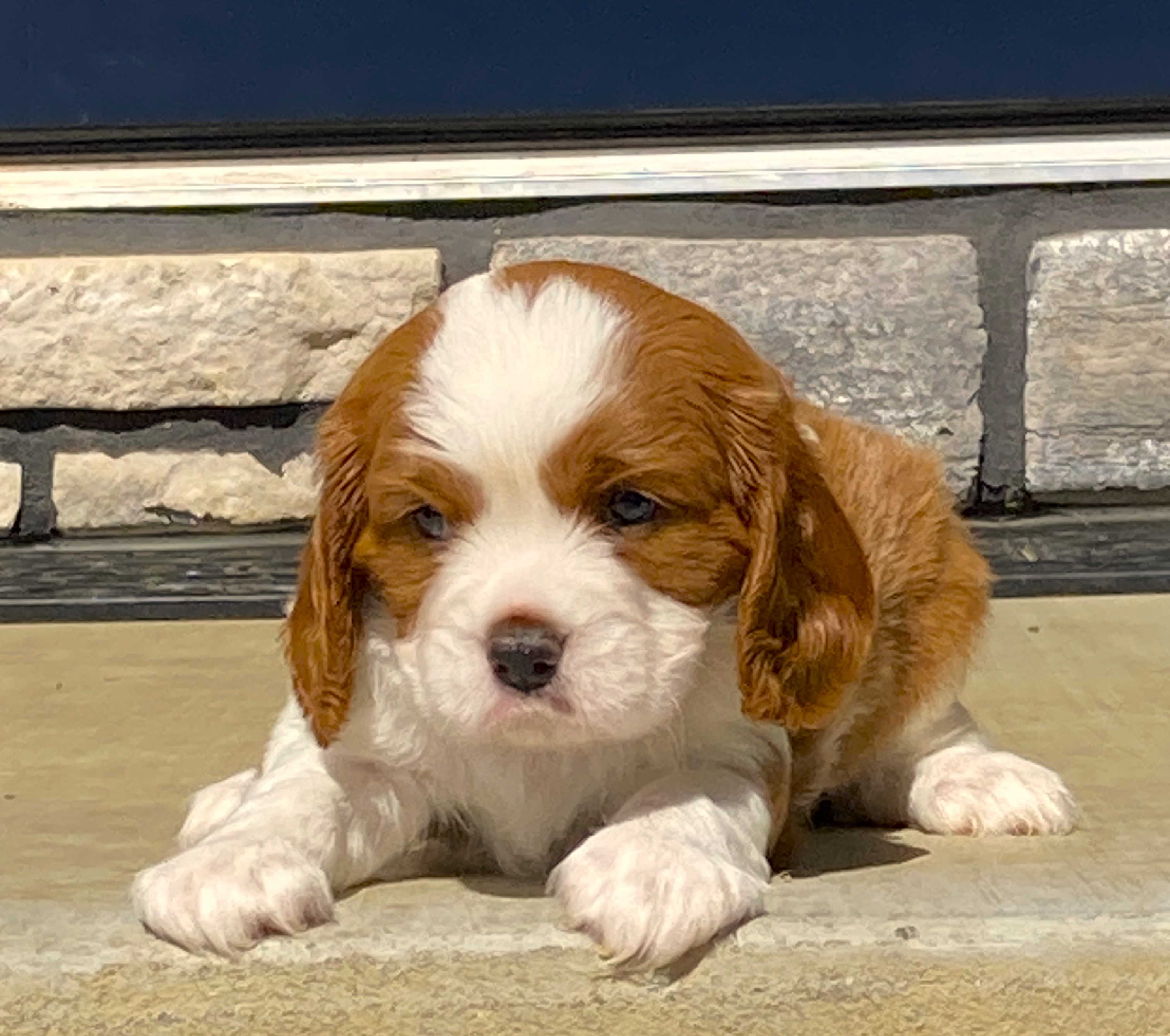 puppy, for, sale, Cavalier King Charles Spaniel,   Little Stream Estates LLC, dog, breeder, Lititz, PA, dog-breeder, puppy-for-sale, forsale, nearby, find, puppyfind, locator, puppylocator, aca