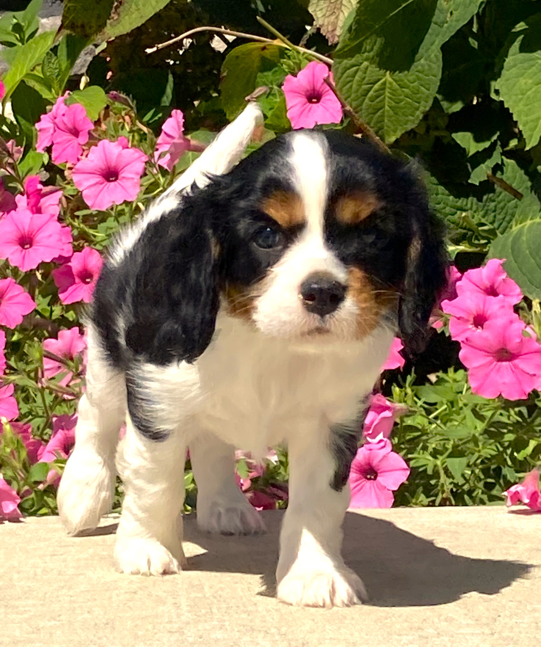 puppy, for, sale, Cavalier King Charles Spaniel,   Little Stream Estates LLC, dog, breeder, Lititz, PA, dog-breeder, puppy-for-sale, forsale, nearby, find, puppyfind, locator, puppylocator, aca