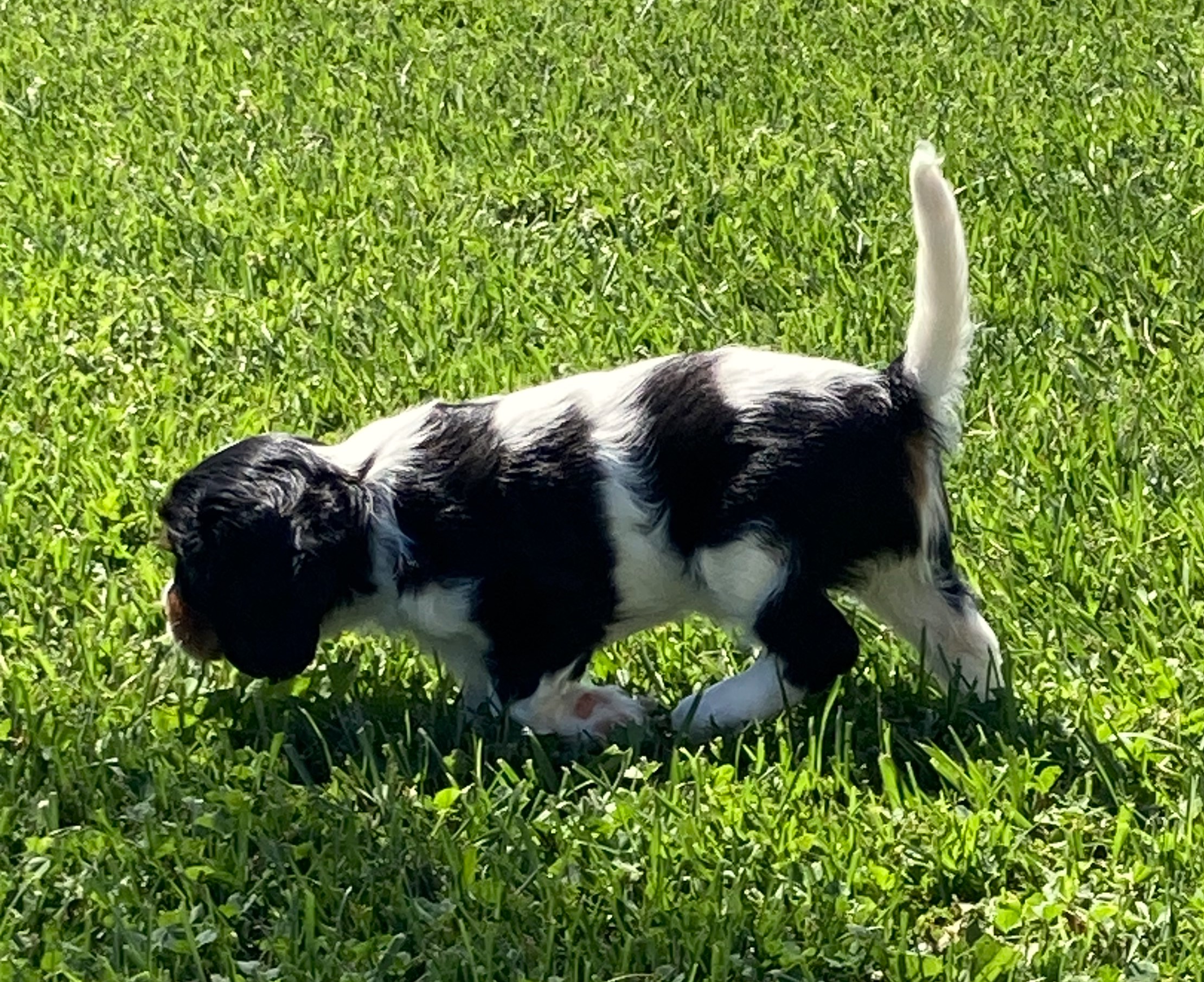 puppy, for, sale, Cavalier King Charles Spaniel,   Little Stream Estates LLC, dog, breeder, Lititz, PA, dog-breeder, puppy-for-sale, forsale, nearby, find, puppyfind, locator, puppylocator, aca