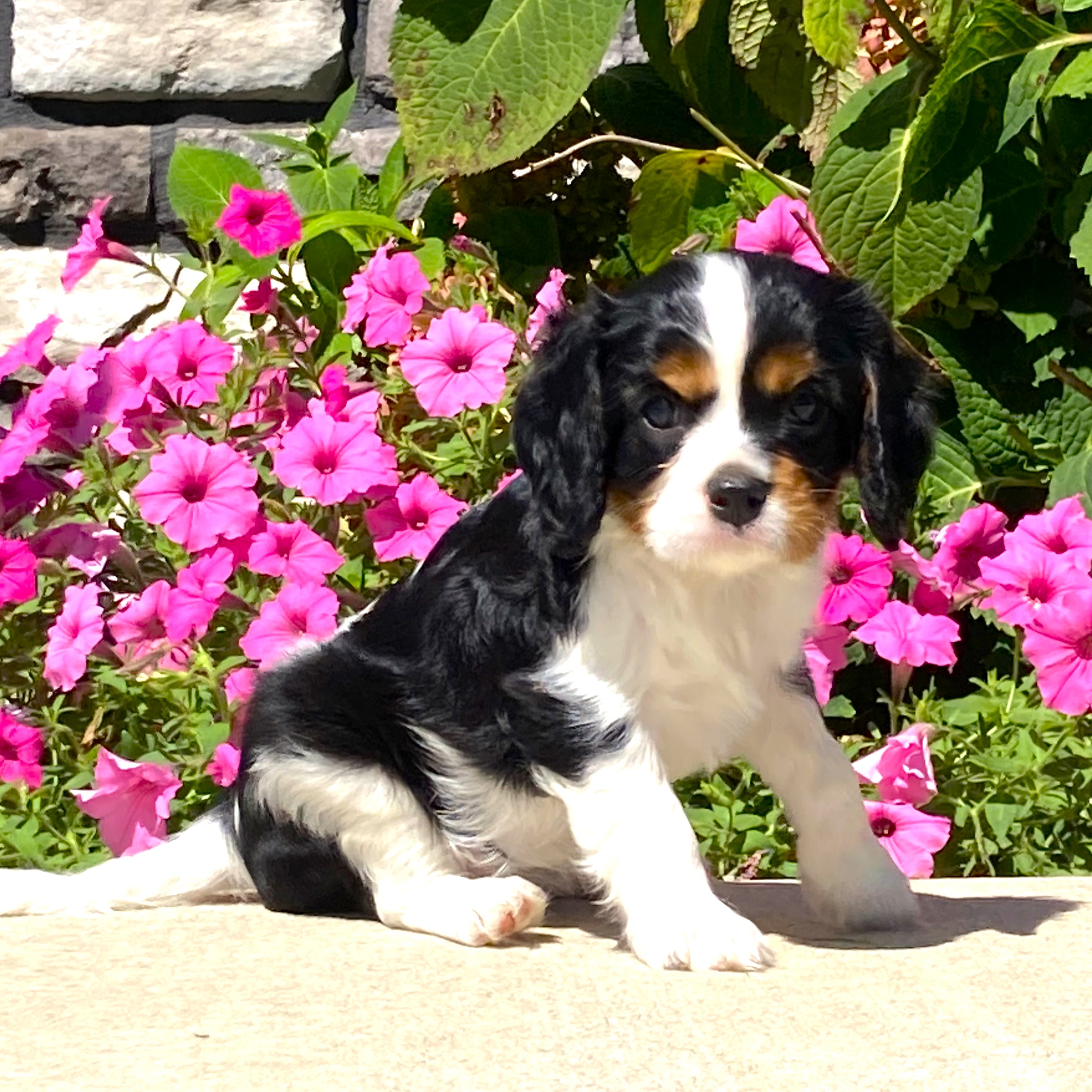 puppy, for, sale, Cavalier King Charles Spaniel,   Little Stream Estates LLC, dog, breeder, Lititz, PA, dog-breeder, puppy-for-sale, forsale, nearby, find, puppyfind, locator, puppylocator, aca