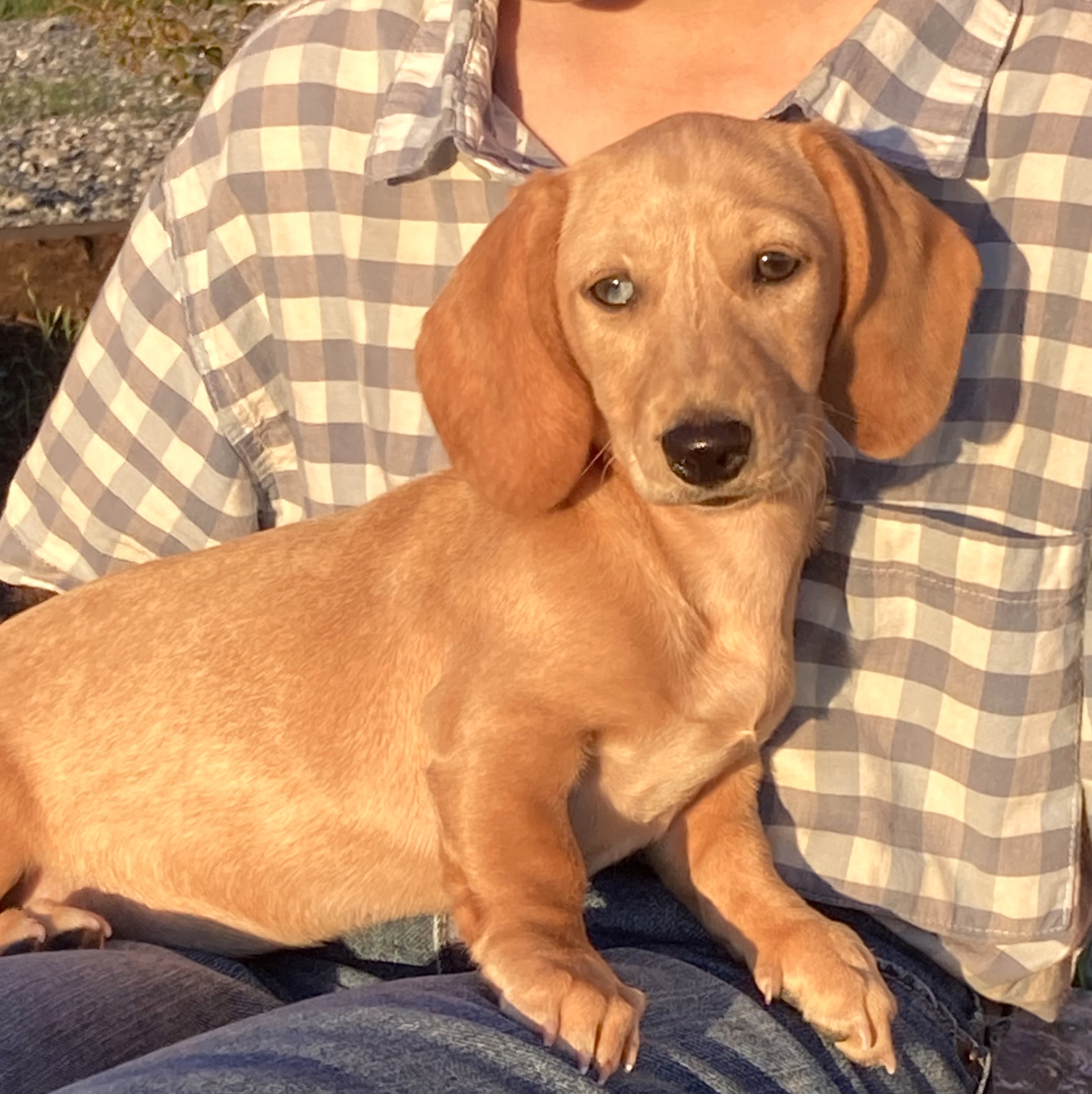 puppy, for, sale, Dachshund,   Little Stream Estates LLC, dog, breeder, Lititz, PA, dog-breeder, puppy-for-sale, forsale, nearby, find, puppyfind, locator, puppylocator, aca