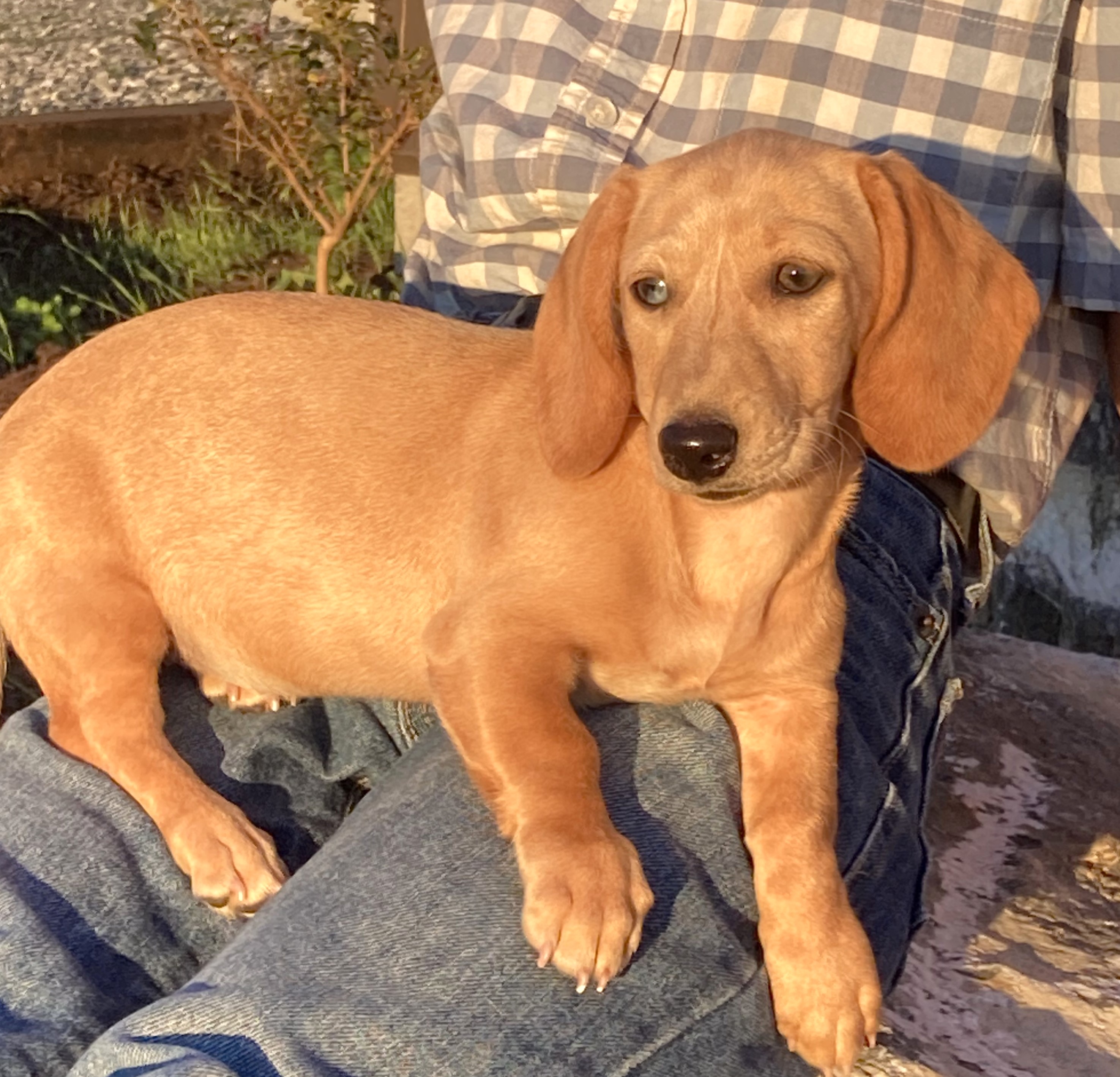 puppy, for, sale, Dachshund,   Little Stream Estates LLC, dog, breeder, Lititz, PA, dog-breeder, puppy-for-sale, forsale, nearby, find, puppyfind, locator, puppylocator, aca