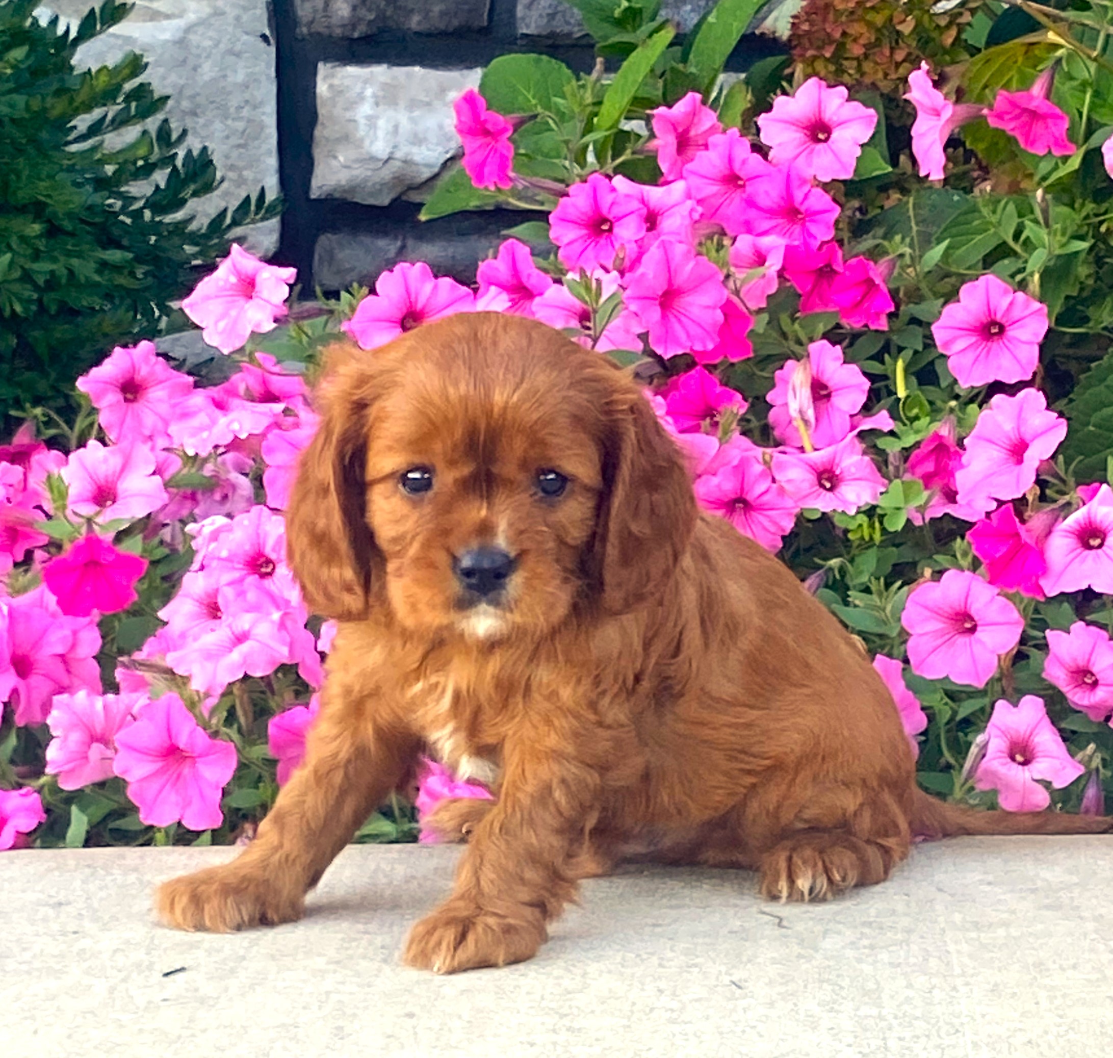 puppy, for, sale, Cavalier King Charles Spaniel,   Little Stream Estates LLC, dog, breeder, Lititz, PA, dog-breeder, puppy-for-sale, forsale, nearby, find, puppyfind, locator, puppylocator, aca