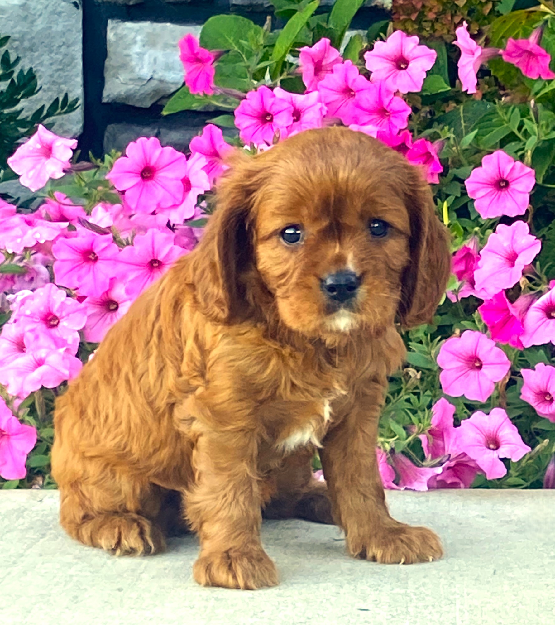 puppy, for, sale, Cavalier King Charles Spaniel,   Little Stream Estates LLC, dog, breeder, Lititz, PA, dog-breeder, puppy-for-sale, forsale, nearby, find, puppyfind, locator, puppylocator, aca