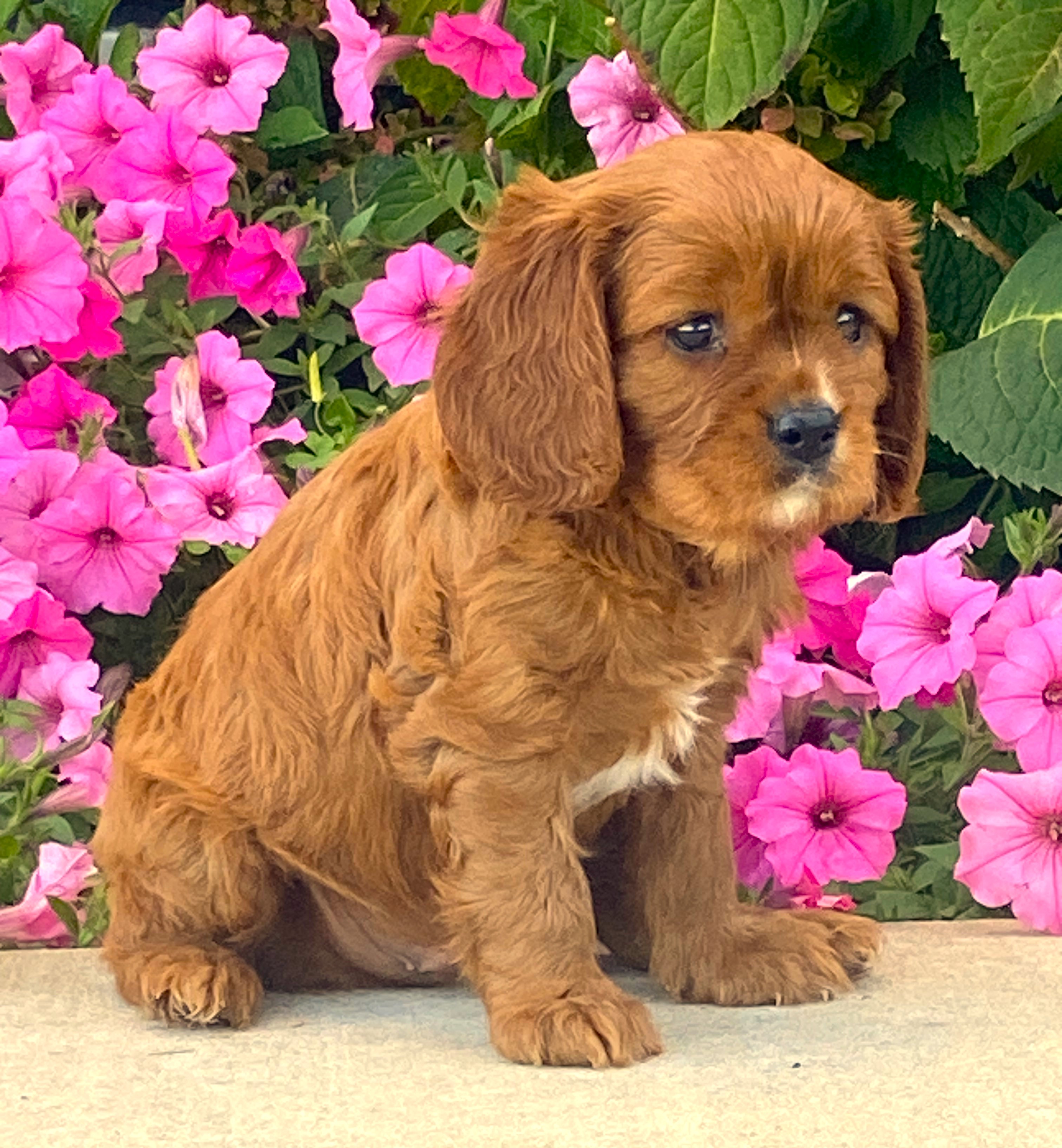 puppy, for, sale, Cavalier King Charles Spaniel,   Little Stream Estates LLC, dog, breeder, Lititz, PA, dog-breeder, puppy-for-sale, forsale, nearby, find, puppyfind, locator, puppylocator, aca