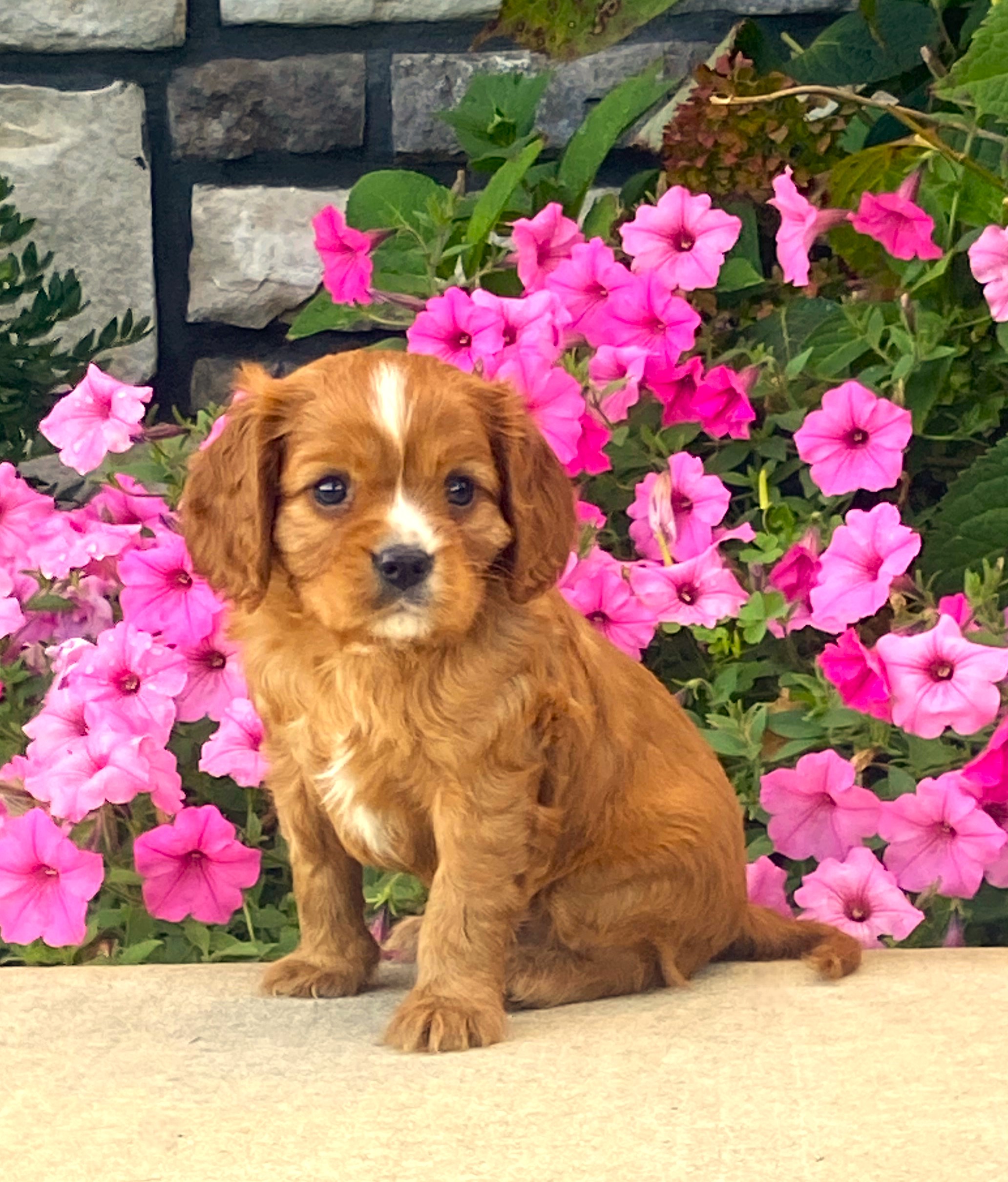 puppy, for, sale, Cavalier King Charles Spaniel,   Little Stream Estates LLC, dog, breeder, Lititz, PA, dog-breeder, puppy-for-sale, forsale, nearby, find, puppyfind, locator, puppylocator, aca