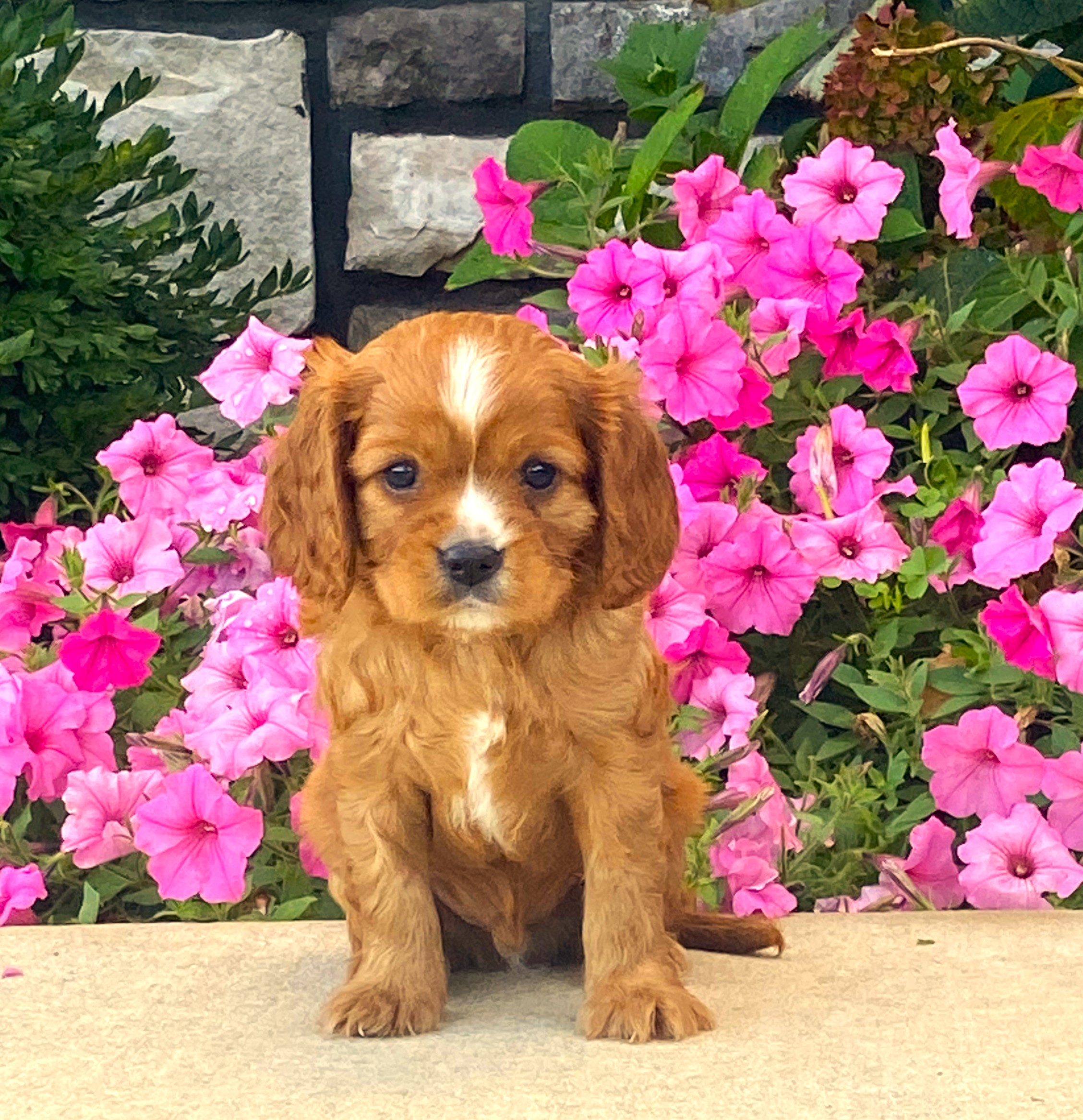 puppy, for, sale, Cavalier King Charles Spaniel,   Little Stream Estates LLC, dog, breeder, Lititz, PA, dog-breeder, puppy-for-sale, forsale, nearby, find, puppyfind, locator, puppylocator, aca