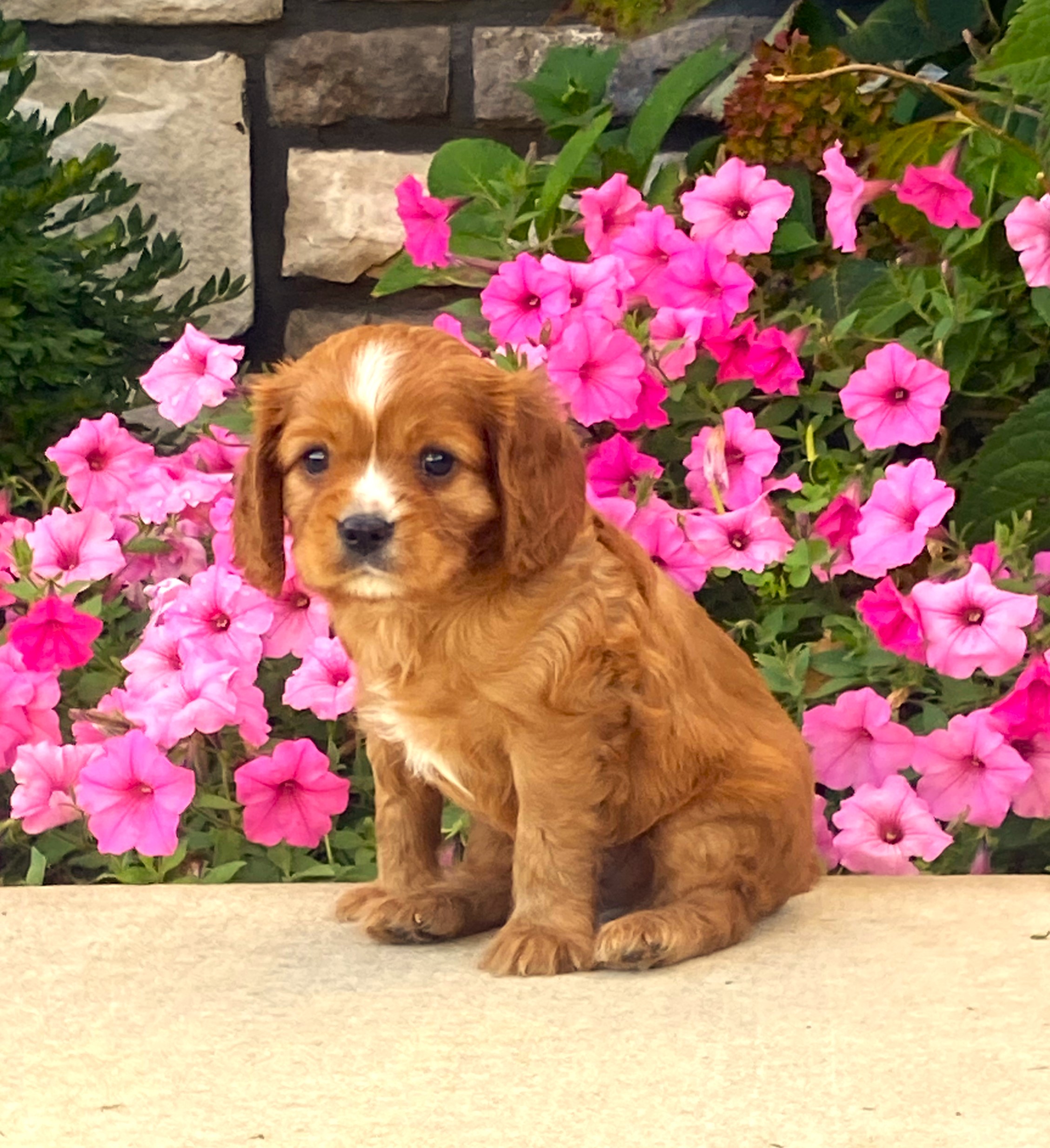 puppy, for, sale, Cavalier King Charles Spaniel,   Little Stream Estates LLC, dog, breeder, Lititz, PA, dog-breeder, puppy-for-sale, forsale, nearby, find, puppyfind, locator, puppylocator, aca