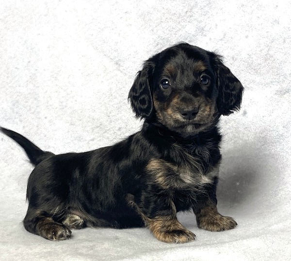 puppy, for, sale, Dachshund,   Little Stream Estates LLC, dog, breeder, Lititz, PA, dog-breeder, puppy-for-sale, forsale, nearby, find, puppyfind, locator, puppylocator, aca