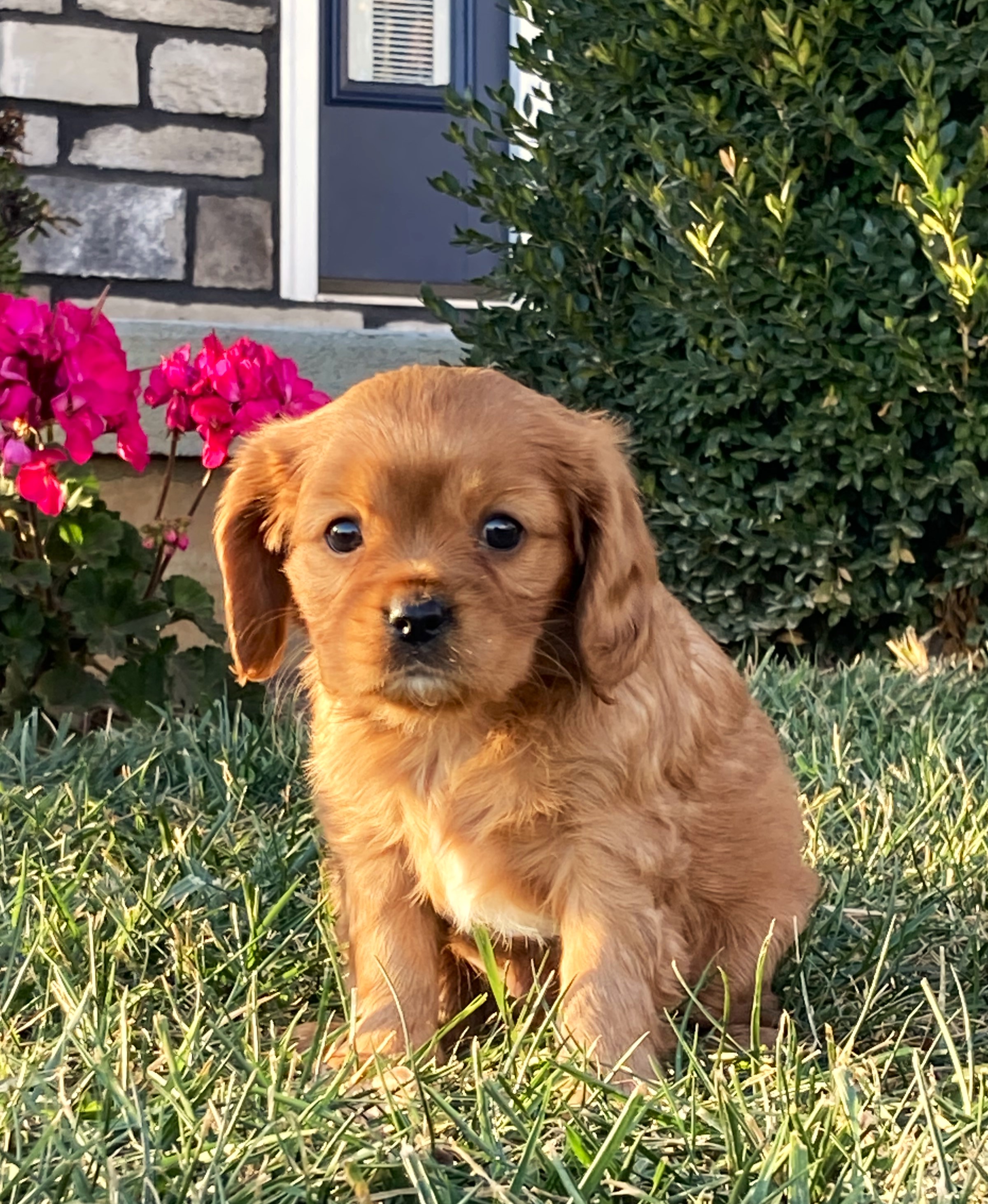 puppy, for, sale, Cavalier King Charles Spaniel,   Little Stream Estates LLC, dog, breeder, Lititz, PA, dog-breeder, puppy-for-sale, forsale, nearby, find, puppyfind, locator, puppylocator, aca