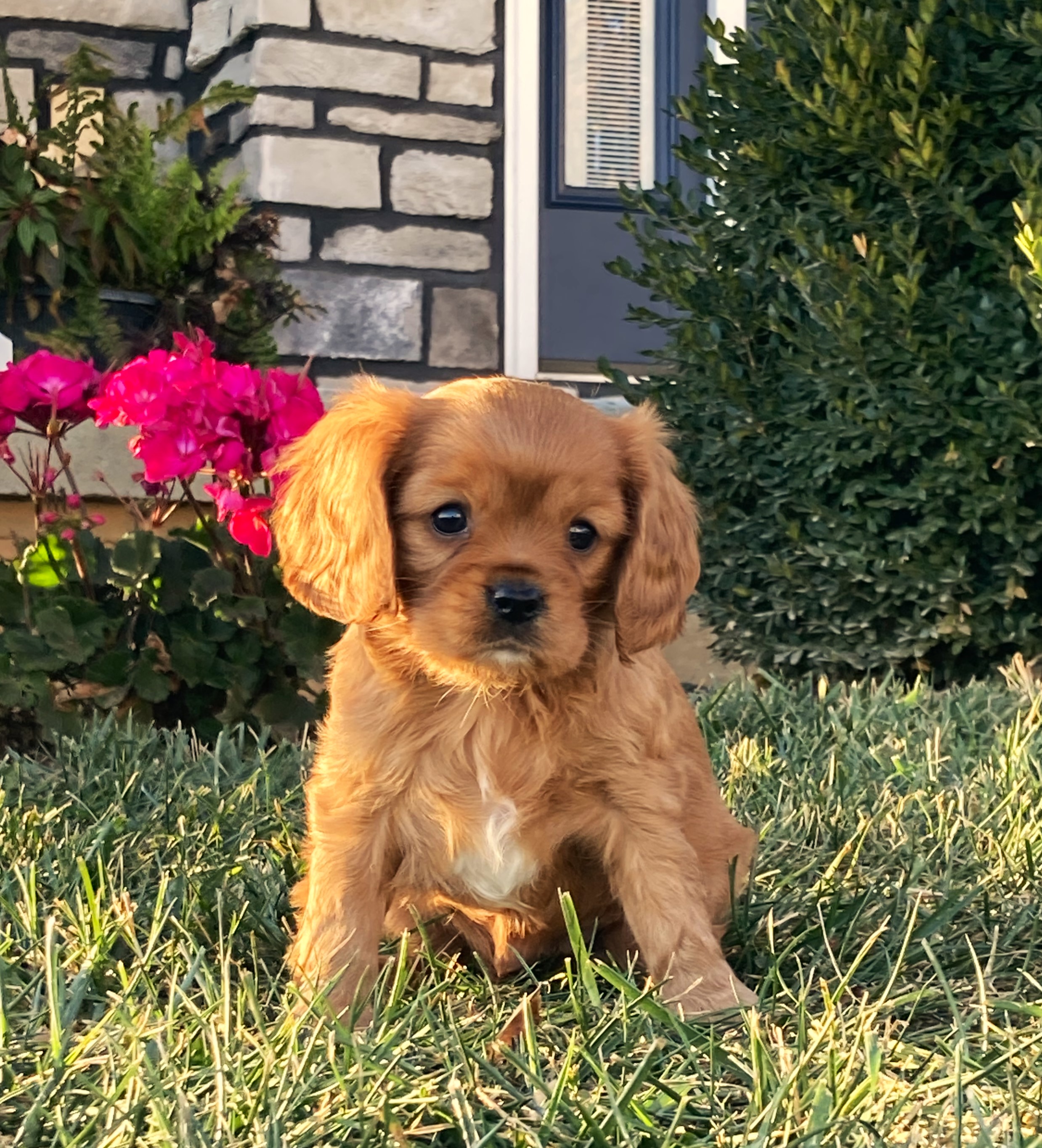 puppy, for, sale, Cavalier King Charles Spaniel,   Little Stream Estates LLC, dog, breeder, Lititz, PA, dog-breeder, puppy-for-sale, forsale, nearby, find, puppyfind, locator, puppylocator, aca