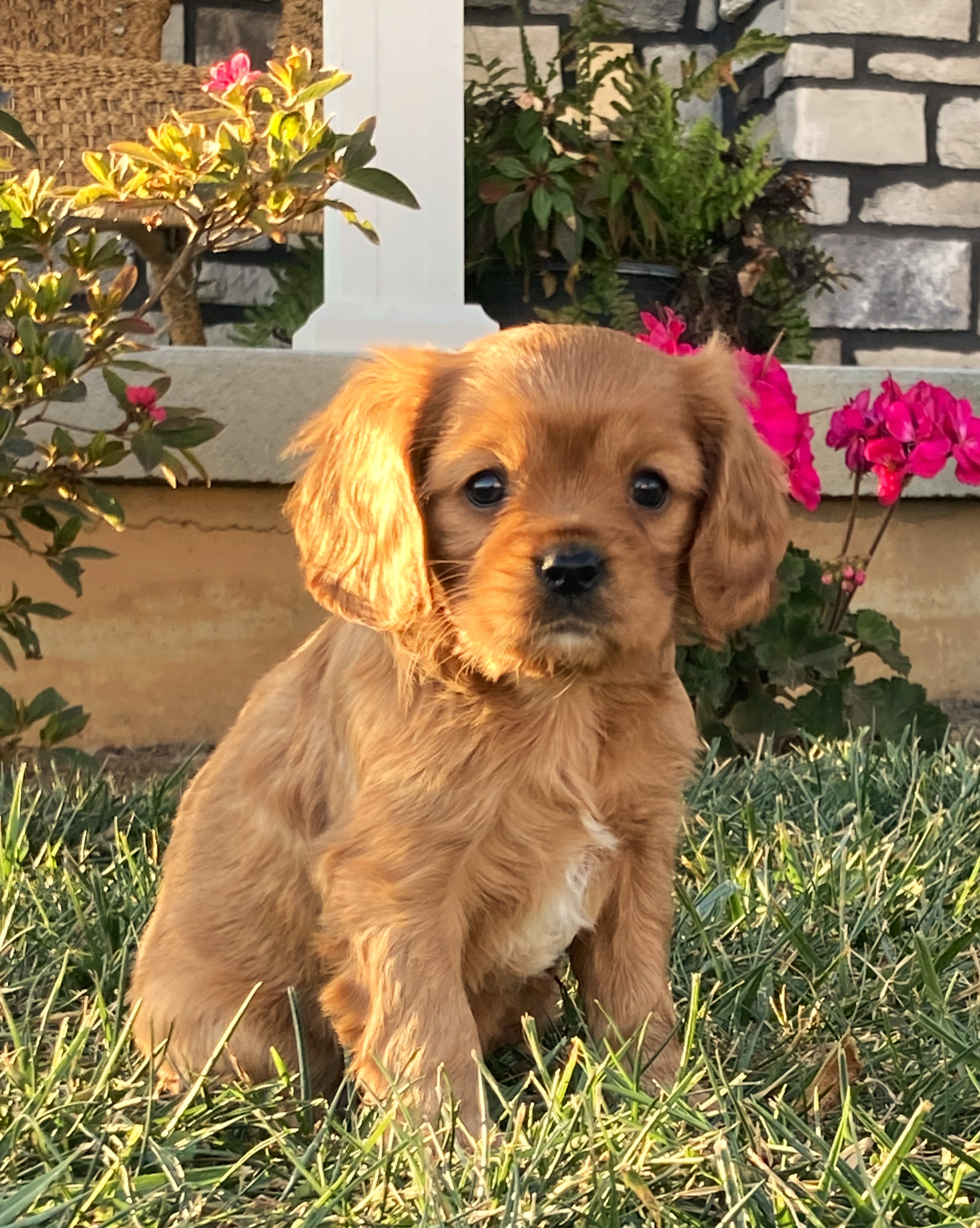 puppy, for, sale, Cavalier King Charles Spaniel,   Little Stream Estates LLC, dog, breeder, Lititz, PA, dog-breeder, puppy-for-sale, forsale, nearby, find, puppyfind, locator, puppylocator, aca