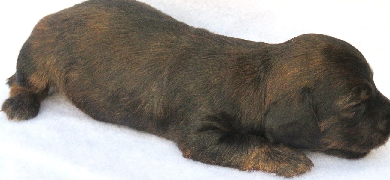 puppy, for, sale, Dachshund,   Little Stream Estates LLC, dog, breeder, Lititz, PA, dog-breeder, puppy-for-sale, forsale, nearby, find, puppyfind, locator, puppylocator, aca