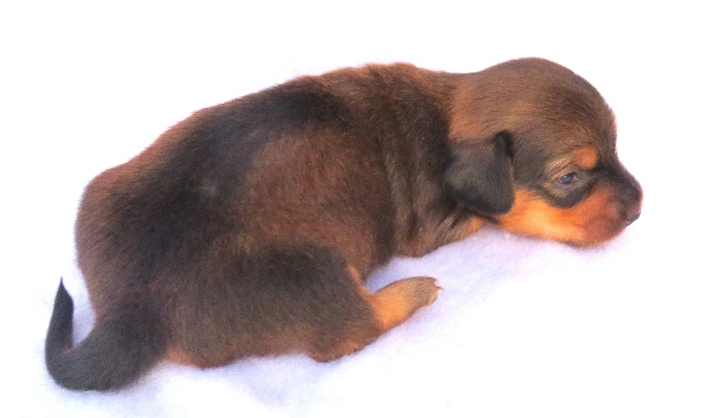 puppy, for, sale, Dachshund,   Little Stream Estates LLC, dog, breeder, Lititz, PA, dog-breeder, puppy-for-sale, forsale, nearby, find, puppyfind, locator, puppylocator, aca