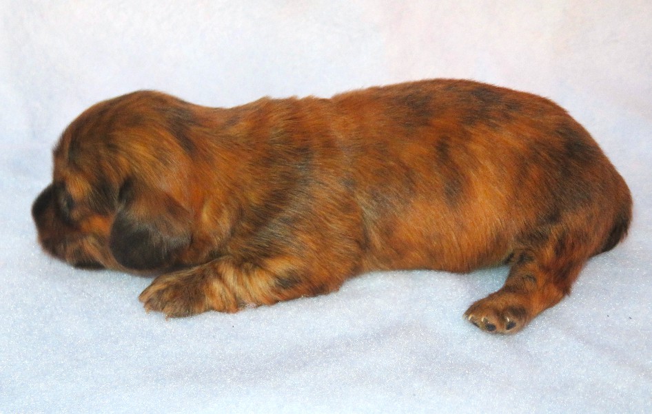 puppy, for, sale, Dachshund,   Little Stream Estates LLC, dog, breeder, Lititz, PA, dog-breeder, puppy-for-sale, forsale, nearby, find, puppyfind, locator, puppylocator, aca