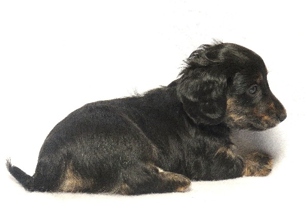 puppy, for, sale, Dachshund,   Little Stream Estates LLC, dog, breeder, Lititz, PA, dog-breeder, puppy-for-sale, forsale, nearby, find, puppyfind, locator, puppylocator, aca