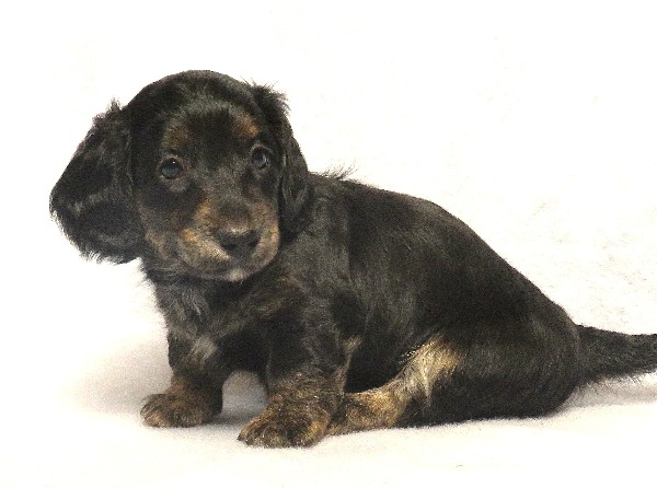 puppy, for, sale, Dachshund,   Little Stream Estates LLC, dog, breeder, Lititz, PA, dog-breeder, puppy-for-sale, forsale, nearby, find, puppyfind, locator, puppylocator, aca